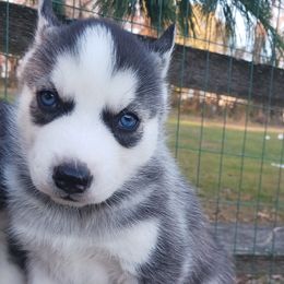 Toby - Siberian Husky puppy in Coatesville, Pennsylvania from Amore Puppies