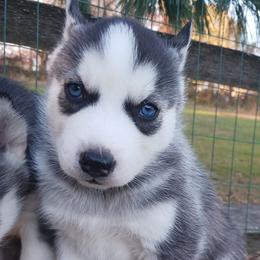 Toby - Siberian Husky puppy in Coatesville, Pennsylvania from Amore Puppies
