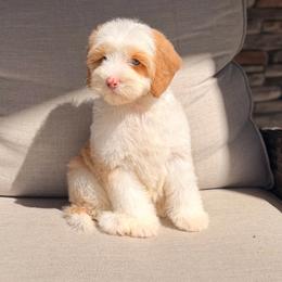 Beau - Caramel cream male Australian Labradoodle puppy in Nashville, Tennessee from SF Australian Labradoodles
