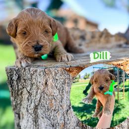 Dill - Red  male Goldendoodle puppy in West Haven, Utah from Split Mountain Doodles