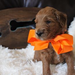 Goldendoodle Puppies from Carefree Goldendoodles