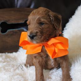 Goldendoodle Puppies from Carefree Goldendoodles