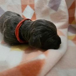 Elana - Gray female Cane Corso puppy in Roachdale, Indiana from Cast Iron Kennels