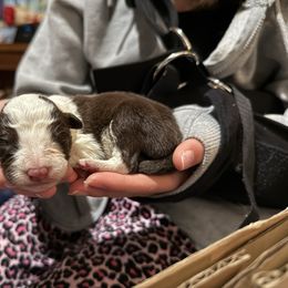 Red and white boy - White and red male Border Collie puppy in Jackson, New Jersey from NJ Bees BC