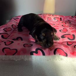Macaroni - Black and tan female Dachshund puppy in Mountain Home, Arkansas from Furry Friends Kennel