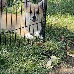 Tulip - Red Pembroke Welsh Corgi puppy in California from Capay Corgis