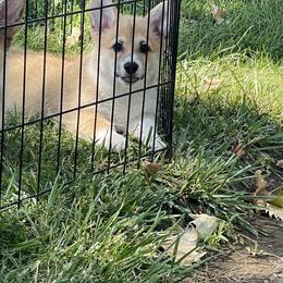 Tulip - Red Pembroke Welsh Corgi puppy in California from Capay Corgis