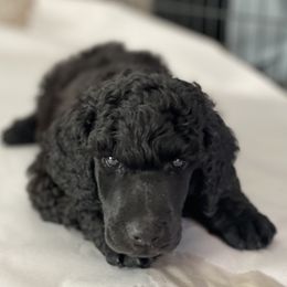 Poodle Puppies from Rosebud Standard Poodles