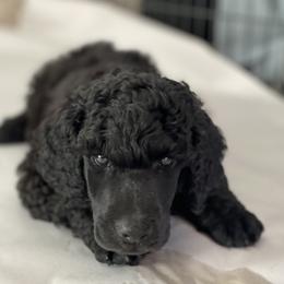 Poodle Puppies from Rosebud Standard Poodles