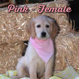 Golden Retriever Puppies from Valley County Goldens