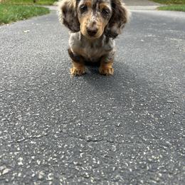 Dachshund Puppies from EntityDachs