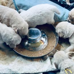 Boy 3 - Golden male Golden Retriever puppy in Graysville, Tennessee from Country Goldens and Mountain Top Cavaliers