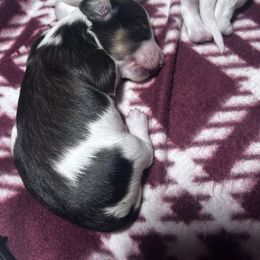 Dachshunds from Elo’s Doxies and Doxiepoos