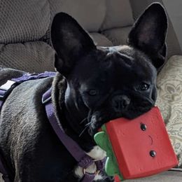 French Bulldogs and Pugs from Russell's Pugs and Frenchies