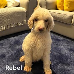 Rebel - White male Poodle puppy in Washington, Pennsylvania from Patriotic Poodles