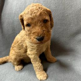 Pink - Apricot female Goldendoodle puppy in Rockford, Ohio from 419 Goldendoodles