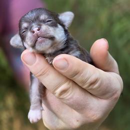 Mal - Chocolate and tan male Chihuahua puppy in East Camden, Arkansas from RoyAl