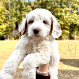Petite Male - Brady - Cream male Goldendoodle puppy in Madisonville, Kentucky from Carlie and Co. Goldendoodles