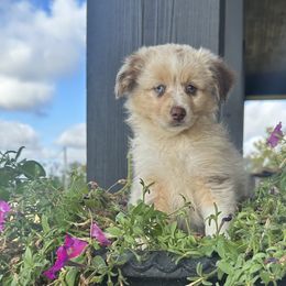 RMF (purple) - Red merle Miniature Australian Shepherd puppy in Deridder, Louisiana from AussieSmiths