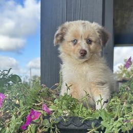 RMF (purple) - Red merle Miniature Australian Shepherd puppy in Deridder, Louisiana from AussieSmiths