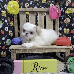 Rico - Lemon and white male Japanese Chin puppy in Johnson City, Tennessee from Erin & Friends Japanese Chin