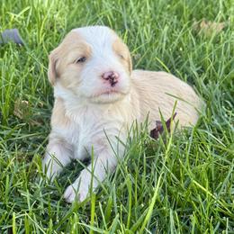 Candy - Yellow and white female Bernedoodle puppy in Springville, Utah from Oodles of Bernedoodles