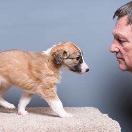Silken Windhound Puppies from Allagante Silkens