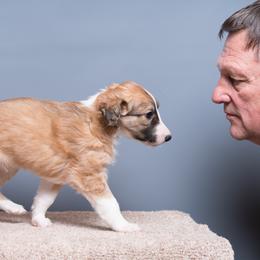 Silken Windhound Puppies from Allagante Silkens