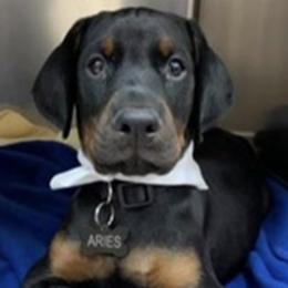 Doberman Pinschers from Joselyn James