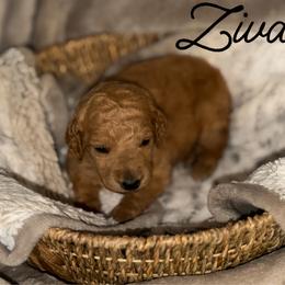 Ziva - Apricot female Poodle puppy in Brooksville, Florida from Ariella Standard Poodles & Chinese Cresteds