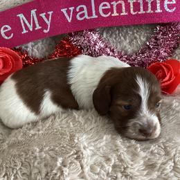 Cupid - Piebald female Dachshund puppy in Fallon, Nevada from Desert Doxies