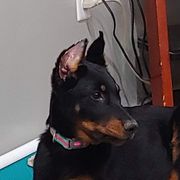 Reagan - Beauceron