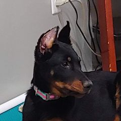Reagan - Beauceron