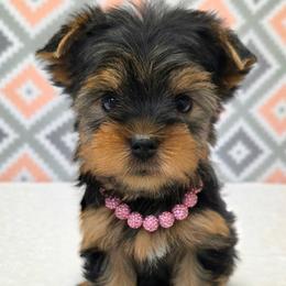 Josie - Blue and gold female Yorkshire Terrier puppy in Monticello, Iowa from Ashley’s Puppies