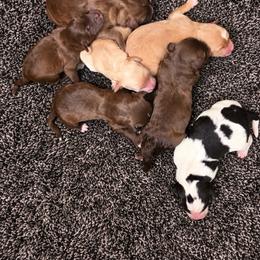 Coco number 2 girl - Chocolate female Labradoodle puppy in Churchill County Fallon, Nevada from Card Family Ranch