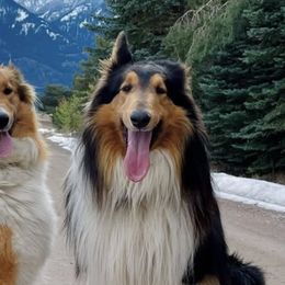 Old Time Scotch Collies from Sandy Bottoms Farm