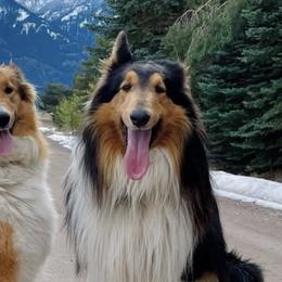 Old Time Scotch Collies from Sandy Bottoms Farm
