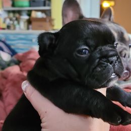 French Bulldog Puppies from PHP's Starbulls
