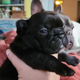 French Bulldog Puppies from PHP's Starbulls