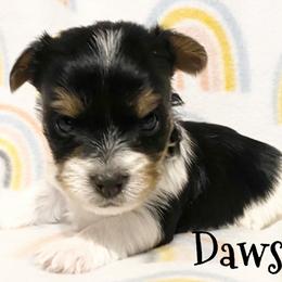 Biewer Terrier and Yorkshire Terrier Puppies from [580] Biewers and Yorkies