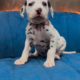 Dalmatian, Poodle, and Rhodesian Ridgeback Puppies from Ruffles, Ridges, & Spots!