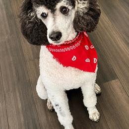 Poodle All Grown Up from KD's Luxury Nursery