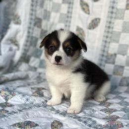 Indy-Natural bobtail Mismark - White and black male Pembroke Welsh Corgi puppy in Hope, Arkansas from Foxy Knoll Farm