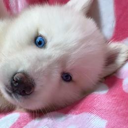 AKC Diamond - White female Siberian Husky puppy in Centreville, Maryland from Huskies By the Bay