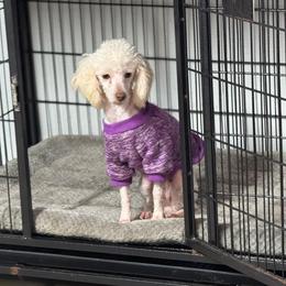 Butters - Poodle