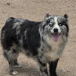 Echo - Blue merle female Miniature Australian Shepherd puppy in Jaroso, Colorado from Heaven Sent Aussies