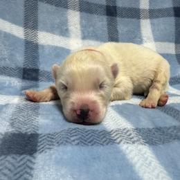 AKC Rio - White male Siberian Husky puppy in Centreville, Maryland from Huskies By the Bay