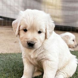 Blue Collar - Light golden male Golden Retriever puppy in Coarsegold, California from Sierra Hills Retrievers