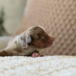 Boy 1 - Red merle male Australian Shepherd puppy in Oakridge, Oregon from Middle Fork Australian Shepherds