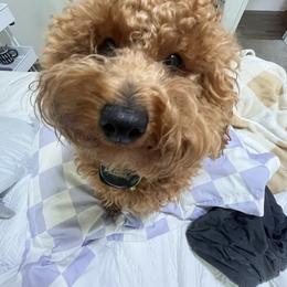Havapoo and Poodle All Grown Up from Pepper Potts Puppies